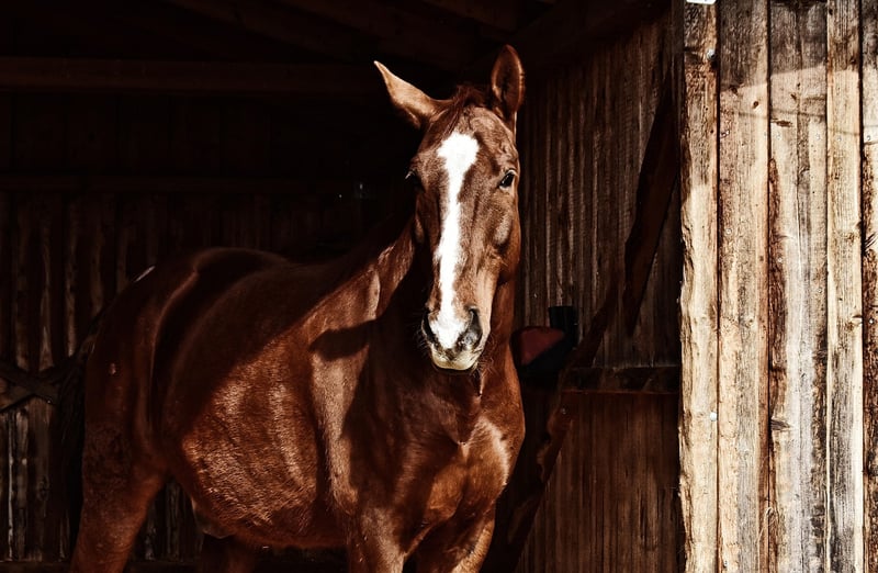 Rustic Acres Farm